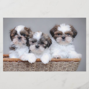 Papeterie Chiots de Shih Tzu