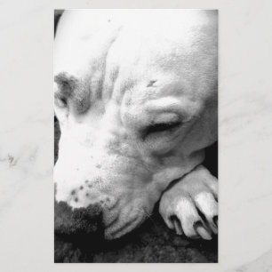 Papeterie cicatrice de harry potter chien pit bull blanc