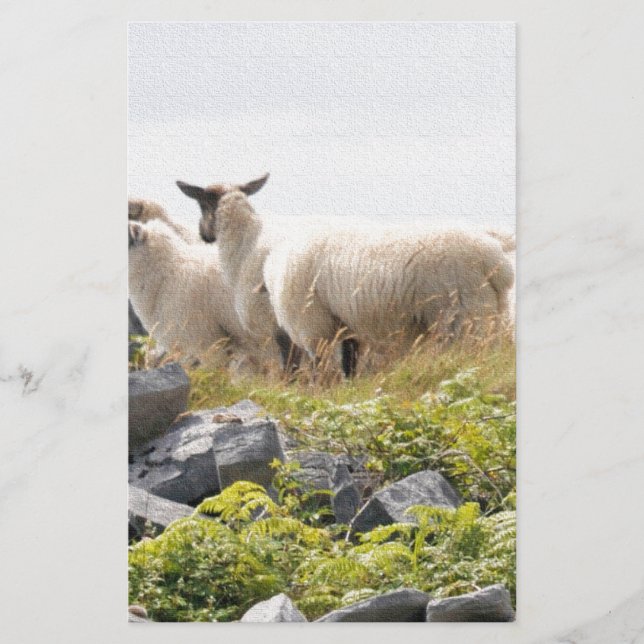 Papeterie Conceptions originales - Moutons dans un champ (Devant)