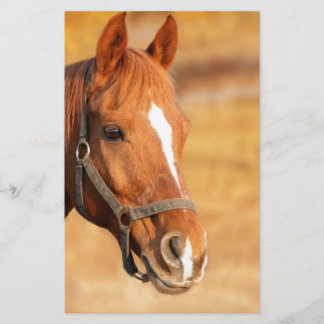 PAPETERIE CUTE HORSE