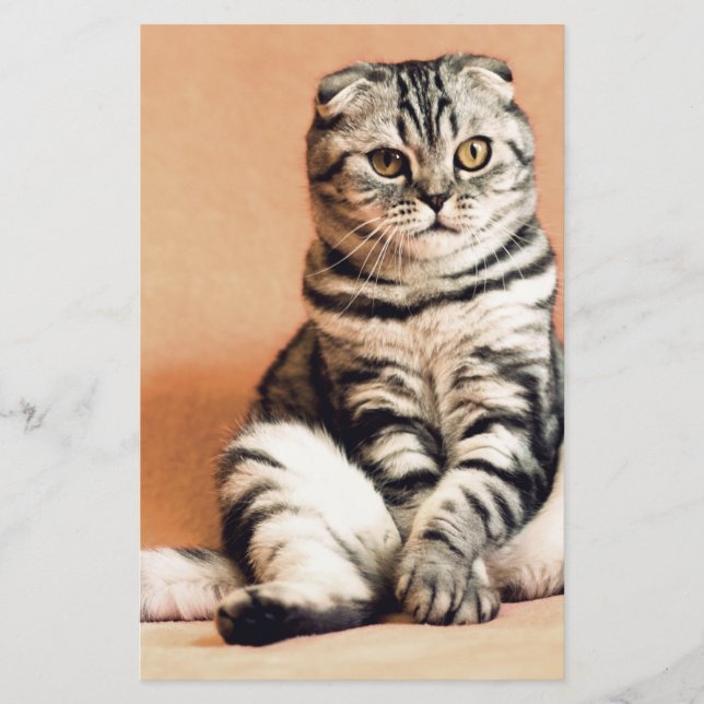 Papeterie Cute Kitten S'Est Étendu (Devant)