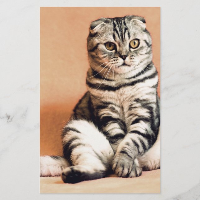 Papeterie Cute Kitten S'Est Étendu (Devant)