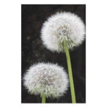 Papeterie - Dandelions