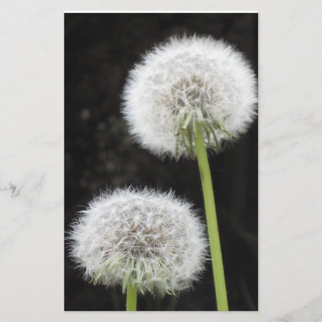 Papeterie - Dandelions (Devant)