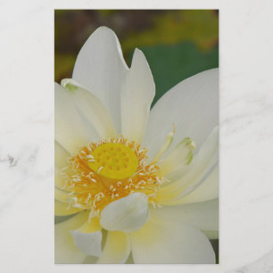 Papeterie Eau de crème Lily02.JPG