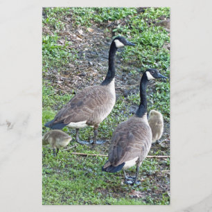 Papeterie Famille canadienne d'oies