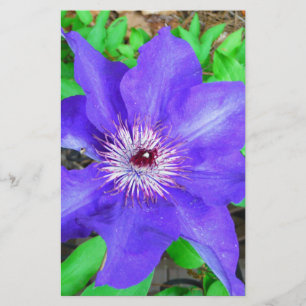 Papeterie Fleur violette Clematis