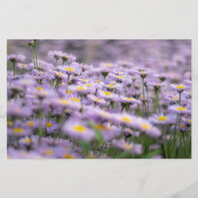 Papeterie Fleurs d'aster violet (Devant)