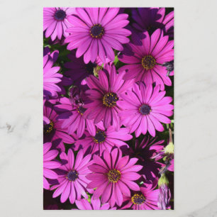 Papeterie Fleurs d'ostéospermum pourpres