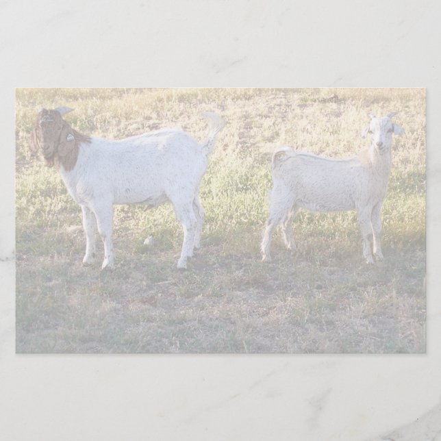 Papeterie Franco et ami (Devant)