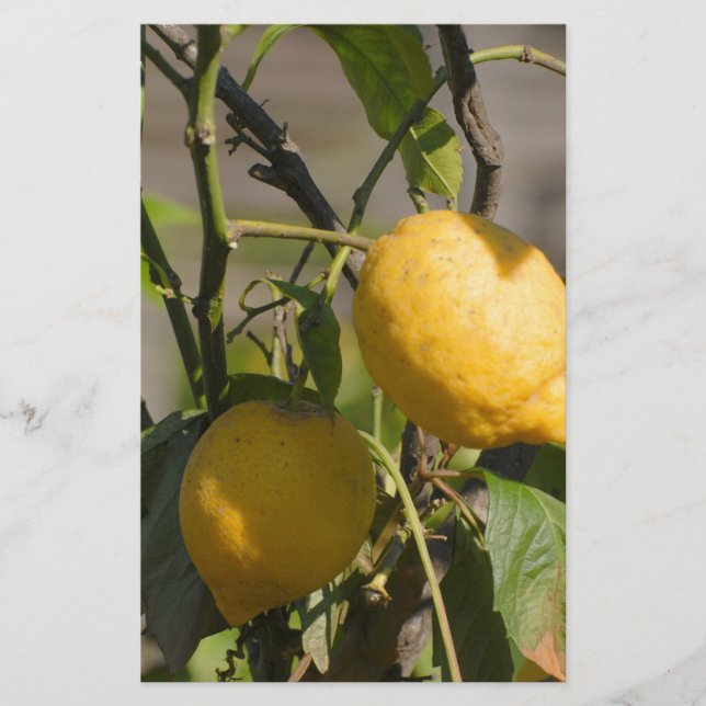 Papeterie Graphiques Citron Espagnol (Devant)