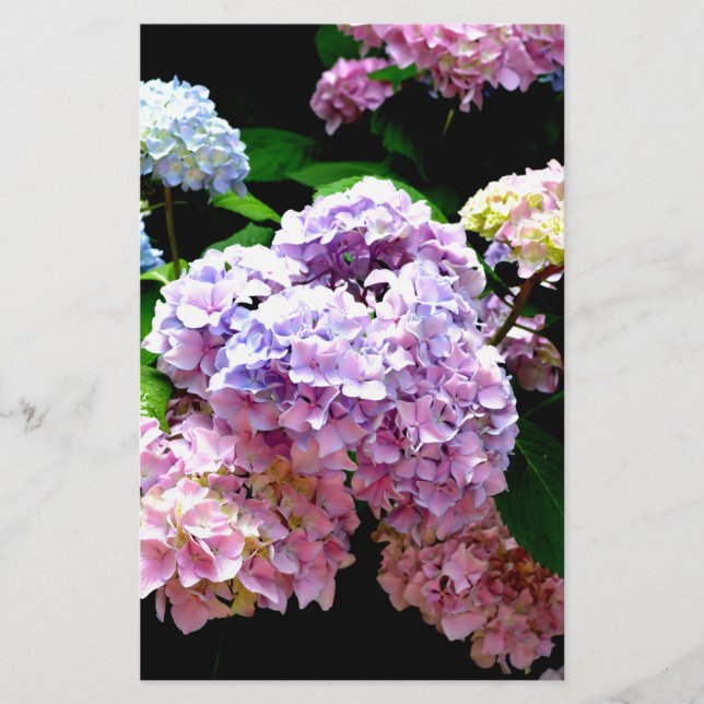 Papeterie Hydrangea jardin rose floral bleu violet fleuri (Devant)