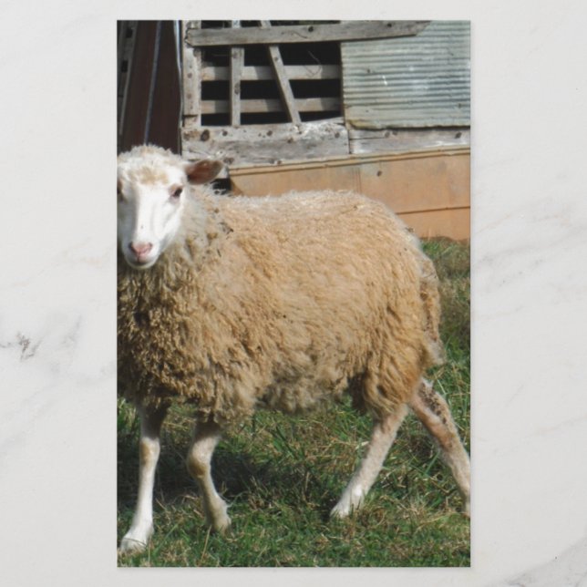 Papeterie Jeune mouton blanc sur la ferme (Devant)