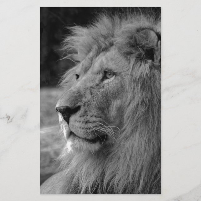 Papeterie Lion Noir & Blanc - Animal Sauvage (Devant)