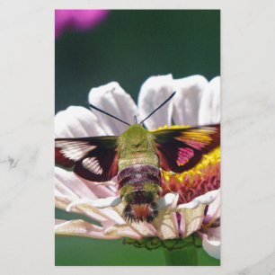Papeterie Mois des colibris