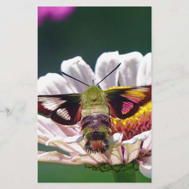 Papeterie Mois des colibris (Devant)