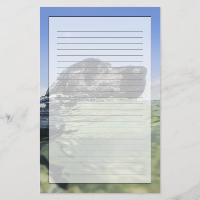 Papeterie Natation de chien dans l'eau (Devant)