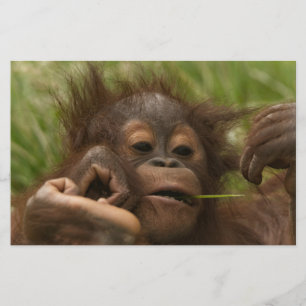 Papeterie Orangutan Baby