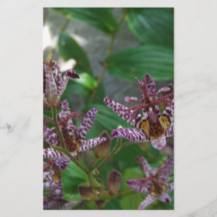 Papeterie Orchidée blanche rayée violette rose comme lys de 