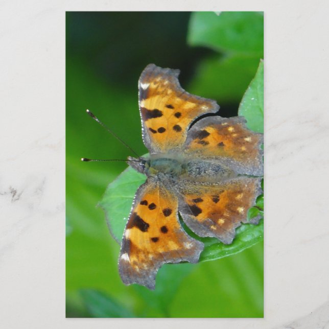 Papeterie Papillon orange (Devant)