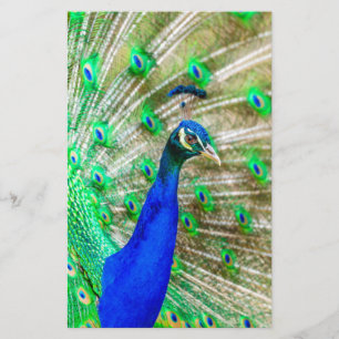 Papeterie Peacock Plumage
