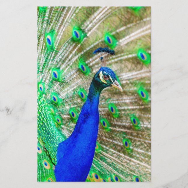 Papeterie Peacock Plumage (Devant)