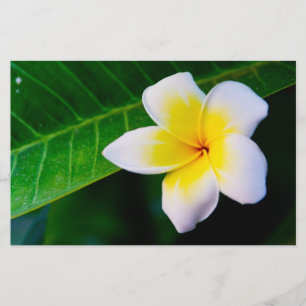 Papeterie Photographie de fleurs de plumeria