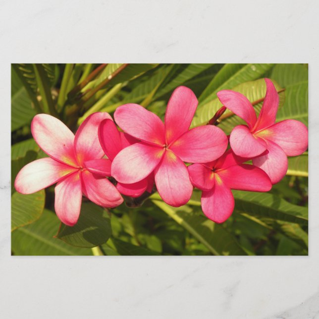 Papeterie Plumeria (Devant)