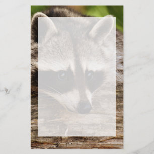 Papeterie Raccoon mignon reposant sur un journal
