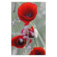 Red Poppy sur Misty Arrière - plan