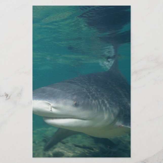 Papeterie Requin bouledogue (Devant)