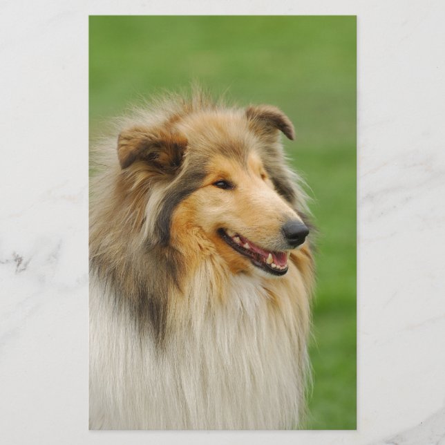 Papeterie Rough Collie (Devant)