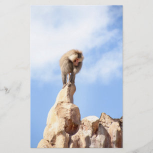 Papeterie Singe babouin au sommet d'une montagne