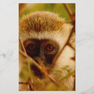 Papeterie Singe effronté.