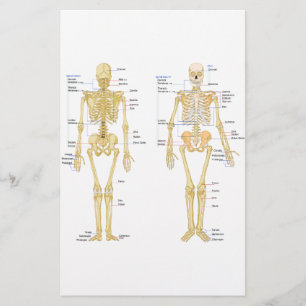 Papeterie Squelette humain marqué diagramme d'anatomie