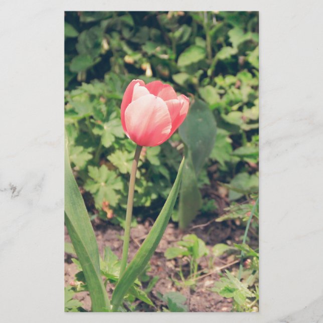 Papeterie Tulipe (Devant)