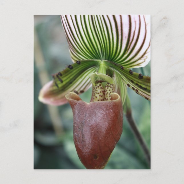 Paphiopedilum-Damenschuh-Blume Postkarte (Vorderseite)