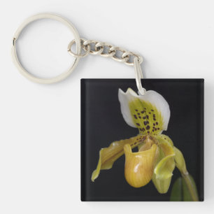 Paphiopedilum Exul