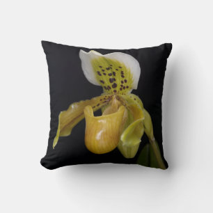 Paphiopedilum Exul Kissen