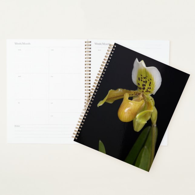 Paphiopedilum Exul Planer (Anzeige)