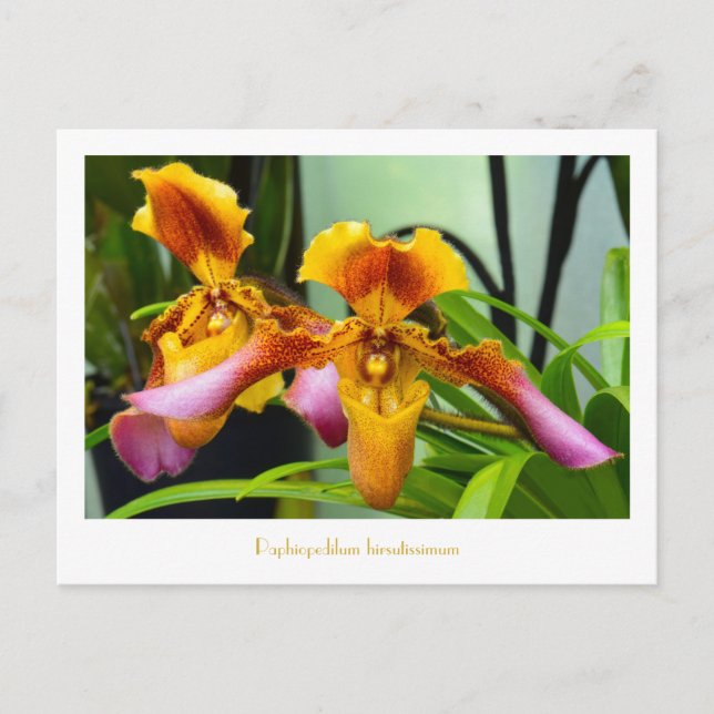Paphiopedilum hirsutissimum postkarte (Vorderseite)