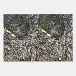 Papier à écureuil à feuilles plates Ensemble de 3