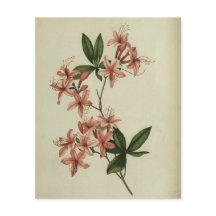 Papier à scandale pour étude Rhododendron