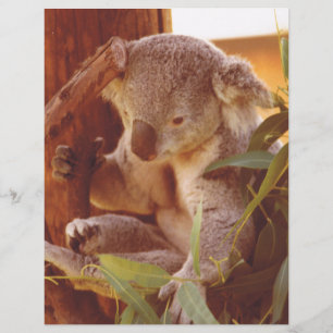 Papier Amour Koala
