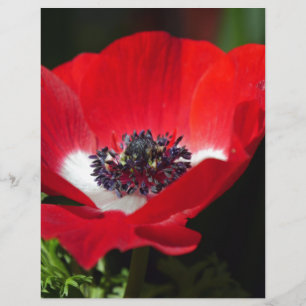 Papier Anéone rouge.JPG