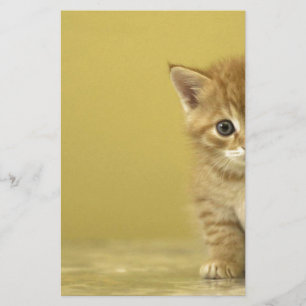 Papier Animal - Curious Baby Kitten