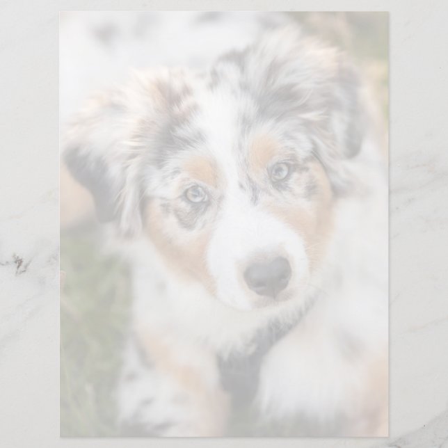 Papier Animaux Bébés les Plus Mignons | Chiots Berger Aus (Devant)