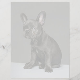 Papier Animaux Bébés les Plus Mignons Chiots Bouledogue