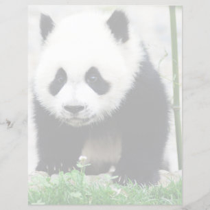 Papier Animaux de bébés cutest Baby Panda Bear