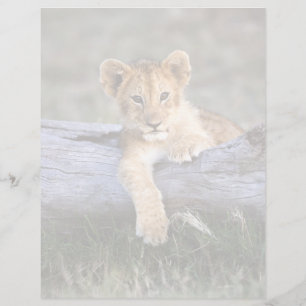 Papier Animaux de bébés cutest Cute Lion Cub